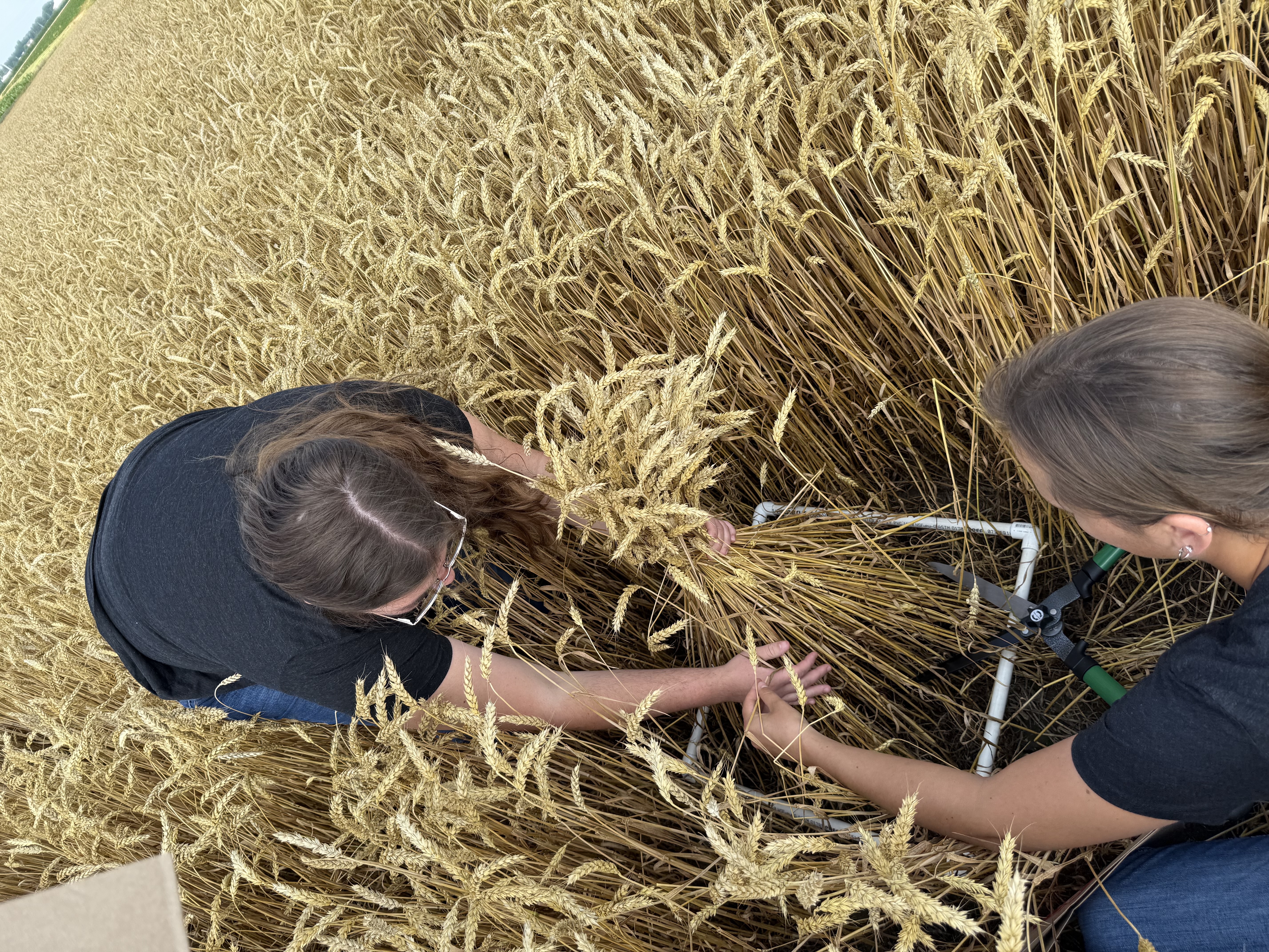 KBS wheat sampling.jpg